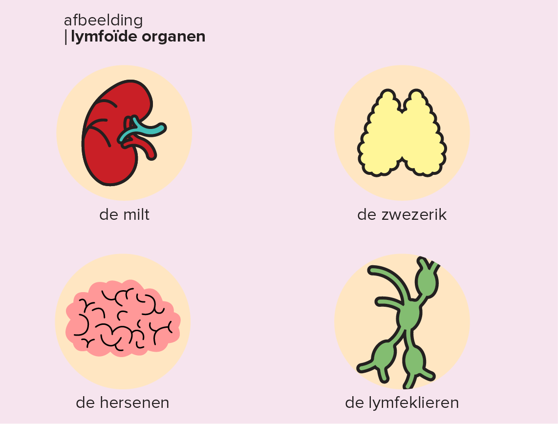 Illustratie van lymfoïde organen